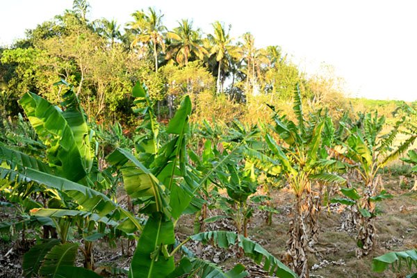 ORGANIC FARM